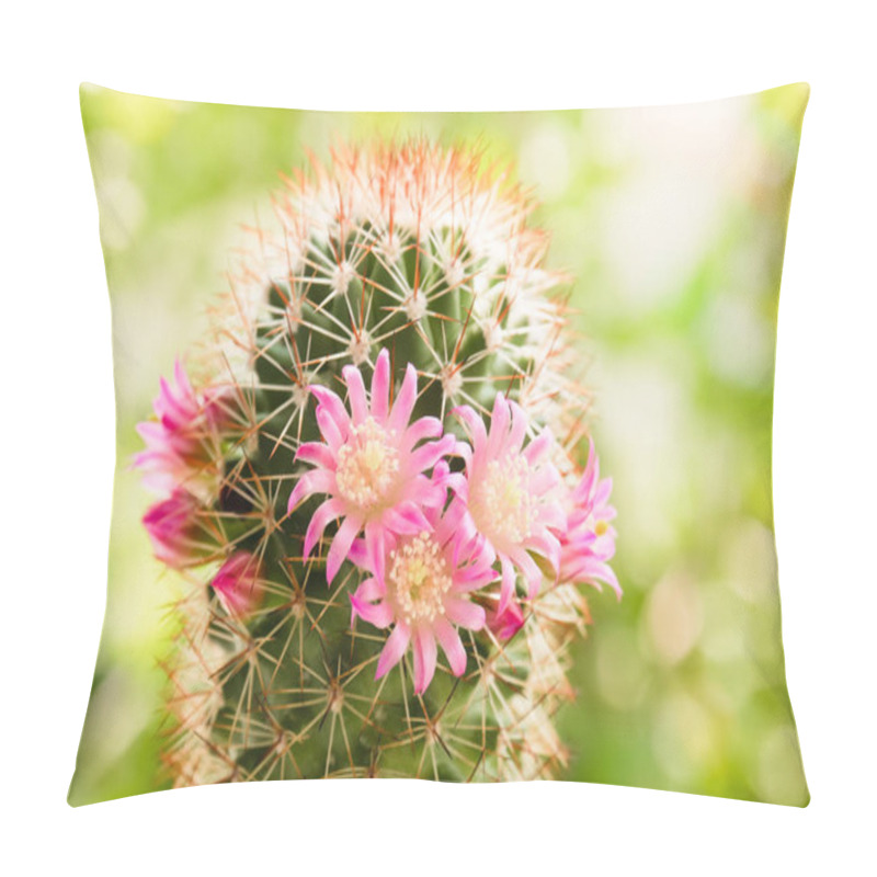 Personality  Beautiful Cactus Flower On Sunlight Pillow Covers