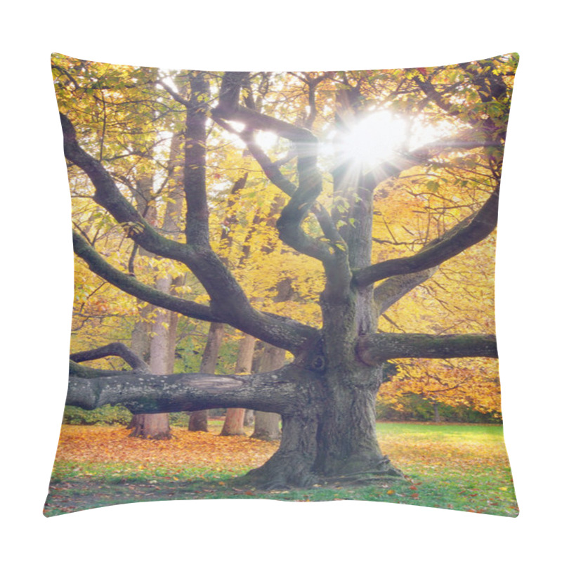 Personality  Huge Tree And The Sun In Autumn Pillow Covers