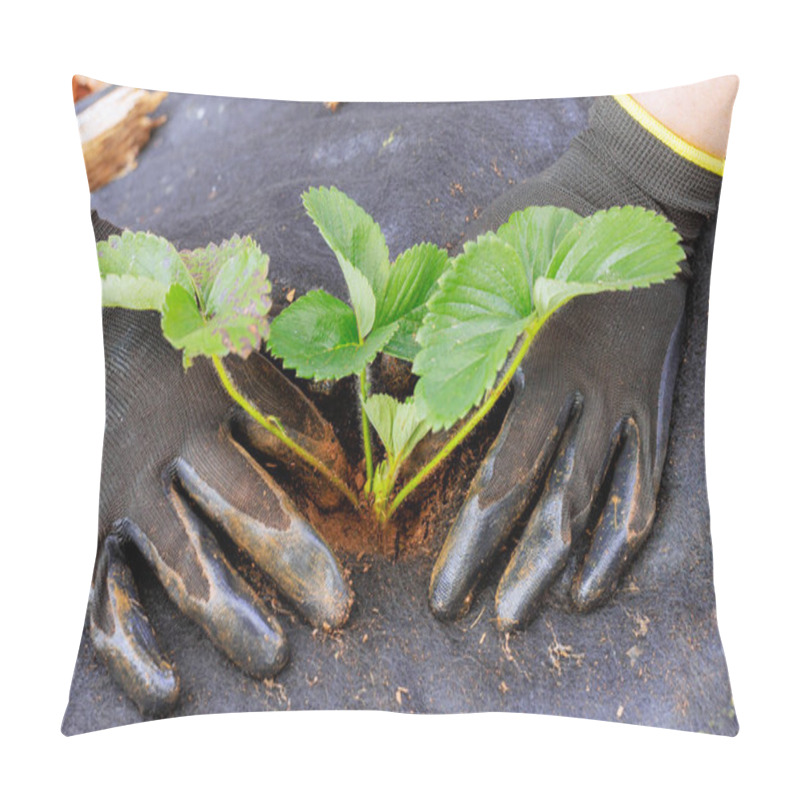 Personality  Female Hand Planting Strawberry Seedlings In Prepared Soil Bed Pillow Covers