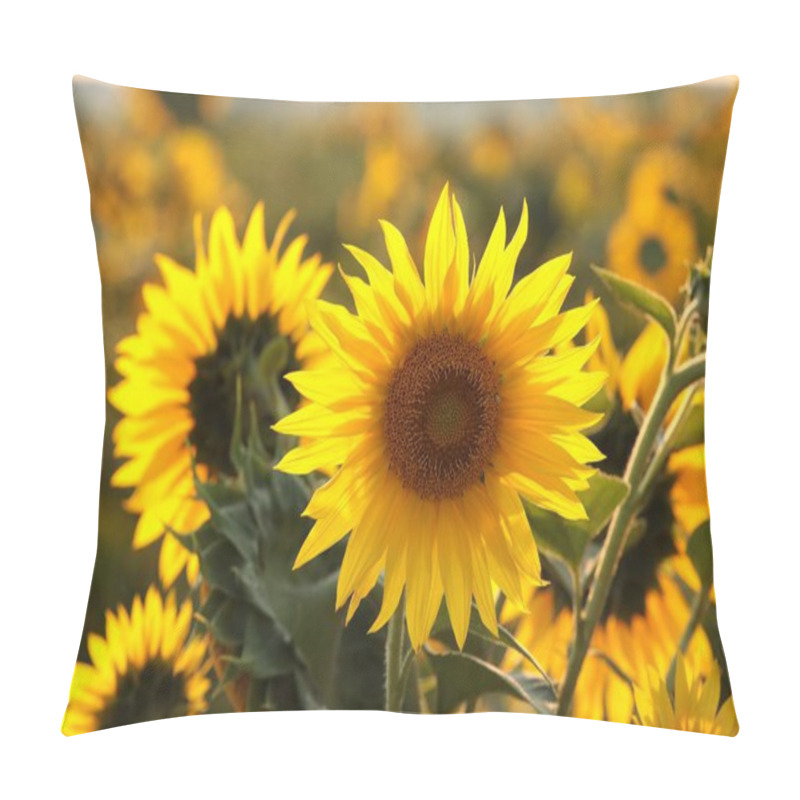 Personality  Sunflower - Helianthus Annuus In The Field At Sunset. Pillow Covers