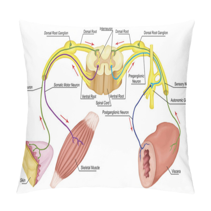 Personality  Somatic And Automatic Motor Reflex, Somatic And Automatic Nervous System,  Peripheral And Visceral Nervous System, Voluntary And Involuntary Control Of Body And Visceral Functions Pillow Covers