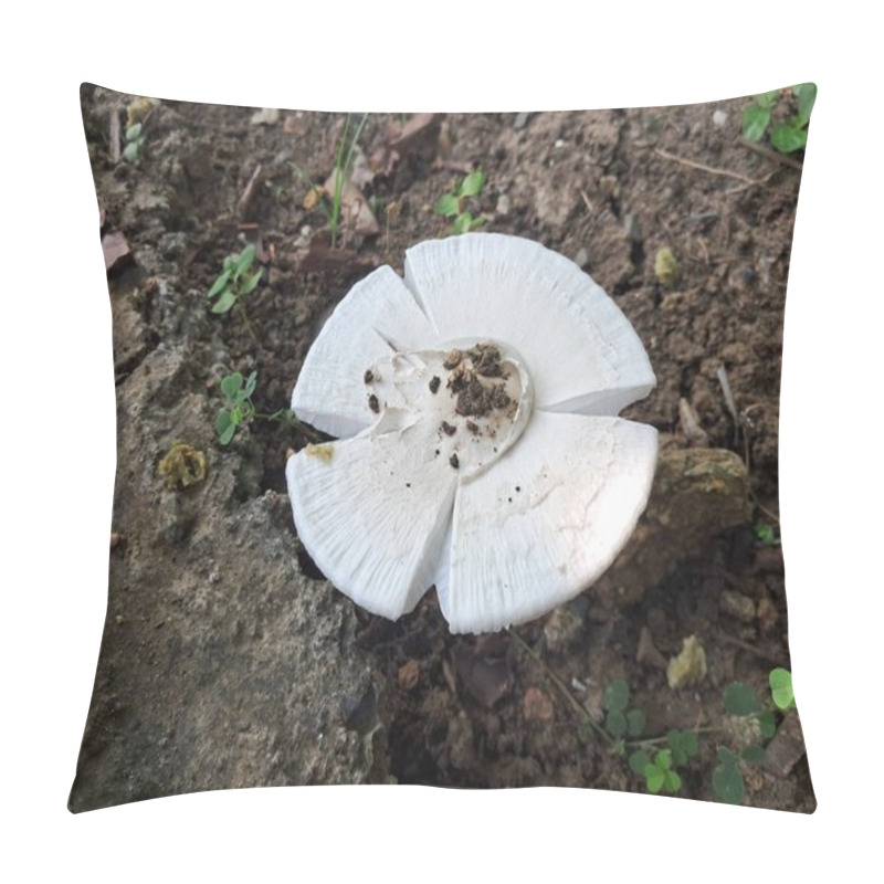 Personality  Milky White Mushroom Is An Edible Species Of Mushroom. It Is Also Known As Calocybe Indica. The Native Place Of This Mushroom Is India. Pillow Covers