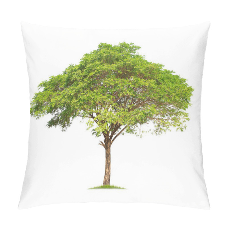 Personality  Monkey Pod, East Indian Walnut Tree. Samanea Saman Tree Isolated On White Background.  Pillow Covers