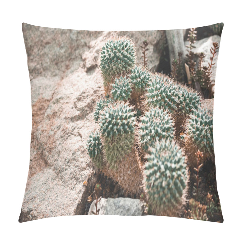 Personality  High Angle View Of Cactuses In Floral Tropical Garden Pillow Covers