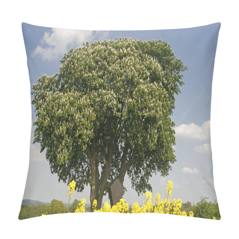 Personality  Horse Chestnut With Rape Field In Spring, Lower Saxony, Germany, Europe Pillow Covers