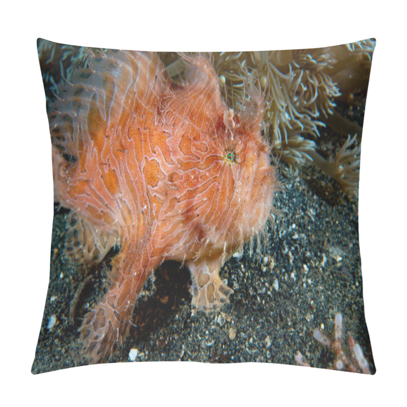 Personality  Striped Frogfish Antennarius Striatus Pillow Covers