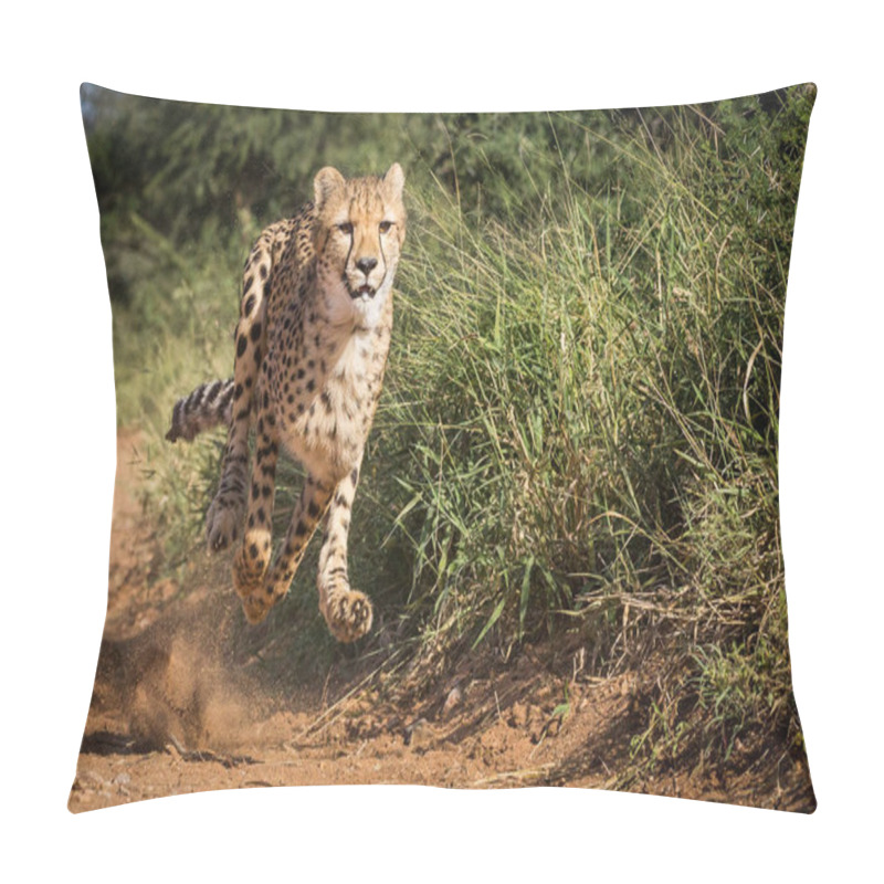 Personality  One Adult Female Cheetah Running At Full Speed Sprinting Trying To Catch Prey On A Sunny Day In Kruger Park South Africa Pillow Covers