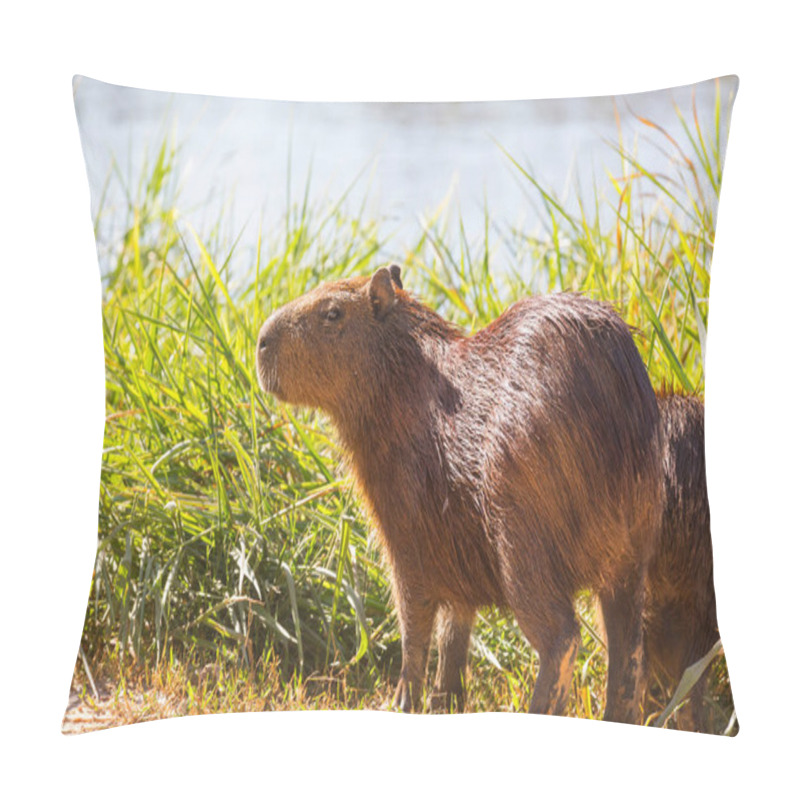 Personality  Capybara In The Pantanal, Brazil, South America Pillow Covers