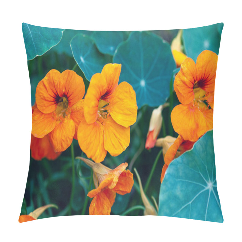 Personality  Common Nasturtium Plant With Flowers Growing In The Garden Pillow Covers