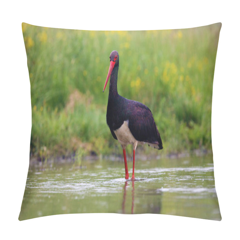 Personality  The Black Stork (Ciconia Nigra) Fishing In The Shallow Lagoon With A Green Background. A Large Black Water Bird With A Red Beak On Long Red Legs In The Water. Pillow Covers