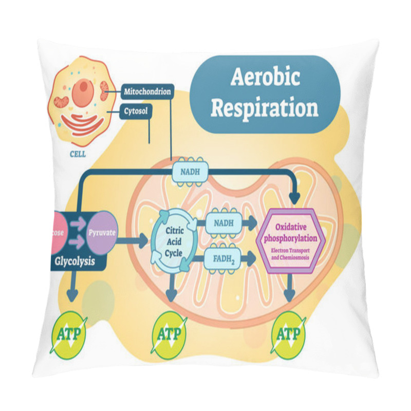 Personality  Aerobic Respiration Bio Anatomical Vector Illustration Diagram Pillow Covers