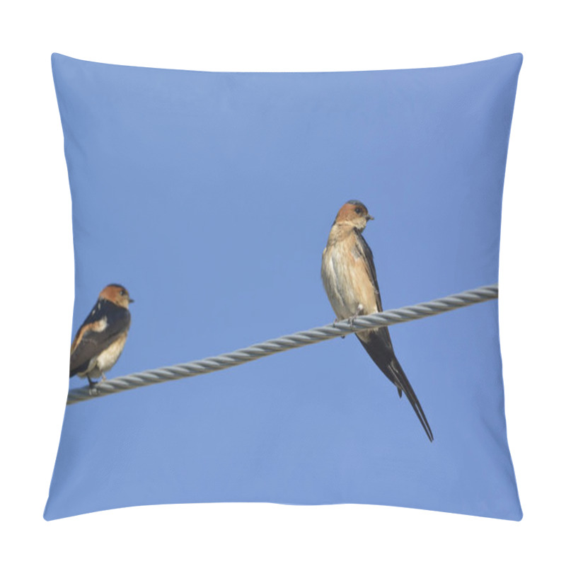 Personality  Red-rumped Swallow (Hirundo Daurica), Greece Pillow Covers