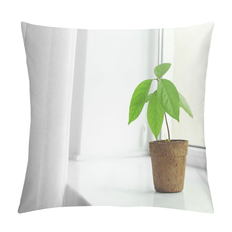 Personality  Young Avocado Sprout With Leaves In Peat Pot On Window Sill At Home. Space For Text Pillow Covers