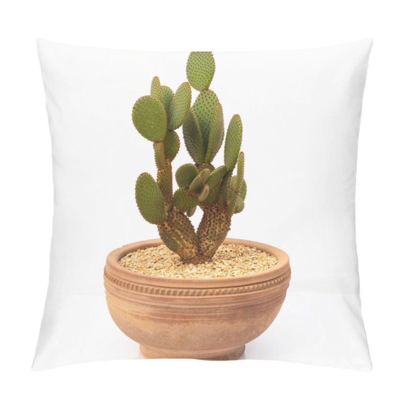 Personality  Opuntia Microdasys Cactus With Orange Spines In A Terracotta Pot Isolated On White Background Pillow Covers