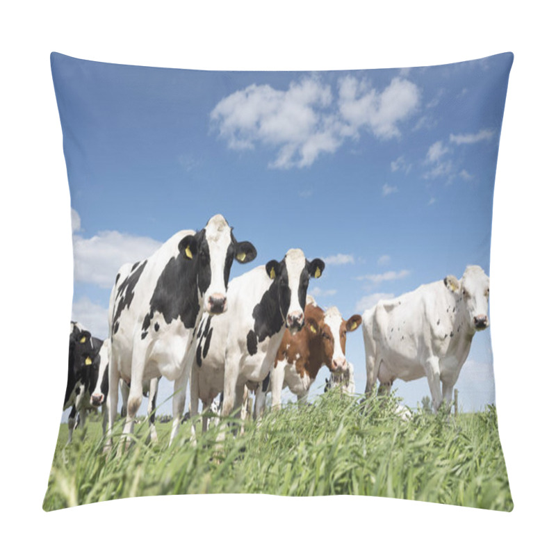 Personality  Black And White Cows In Green Grassy Meadow Under Blue Sky Near Amersfoort In Holland Pillow Covers