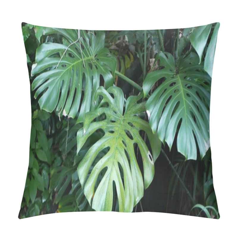 Personality  Exotic Monstera Jungle Rainforest Tropical Atmosphere. Fresh Juicy Frond Leaves, Amazon Dense Overgrown Deep Forest. Dark Natural Greenery Lush Foliage. Evergreen Ecosystem. Paradise Calm Aesthetic Pillow Covers