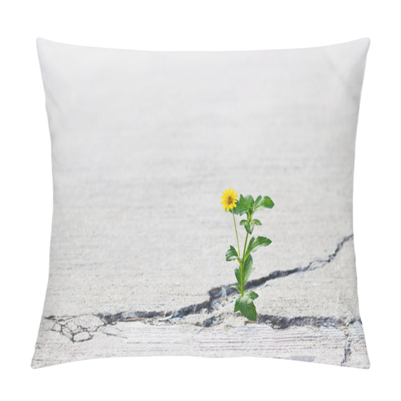 Personality  Yellow Flower Growing On Crack Street, Soft Focus, Blank Text Pillow Covers