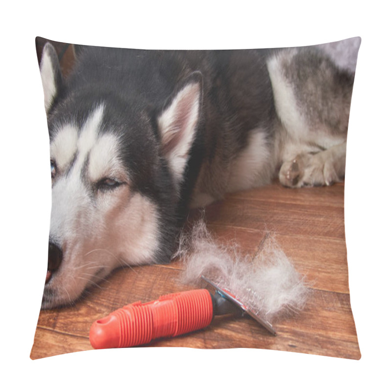 Personality  Concept Annual Molt, Coat Shedding, Moulting Dogs. Siberian Husky Lies On Wooden Floor Next To Red Rakers Brush. Pillow Covers