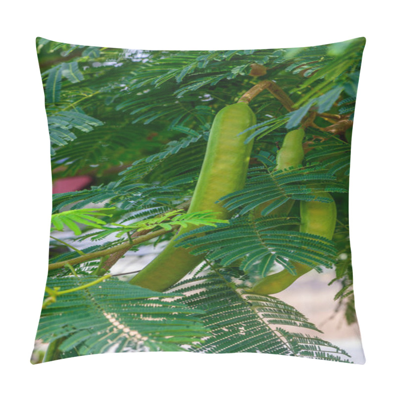 Personality  Elongated Green Pods Dangle Amidst Lush Foliage, Creating A Vibrant Display In A Tropical Garden. Sunlight Filters Through The Leaves, Enhancing The Serene Atmosphere. Pillow Covers