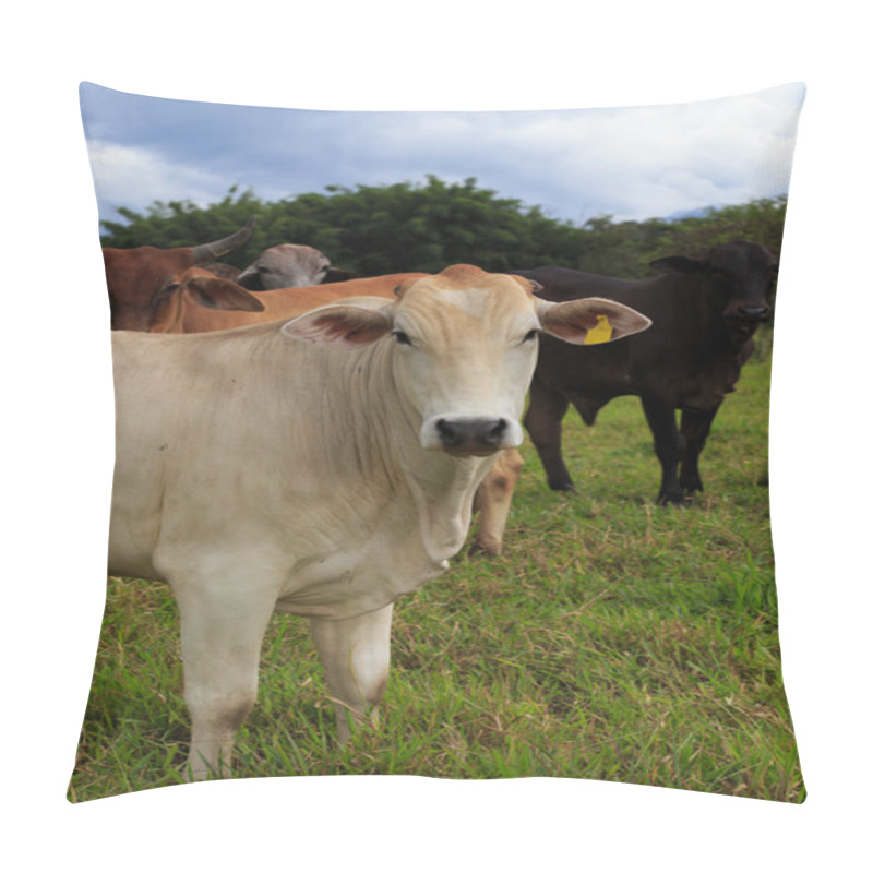 Personality  Brazilian Cows On A Pasture  Pillow Covers