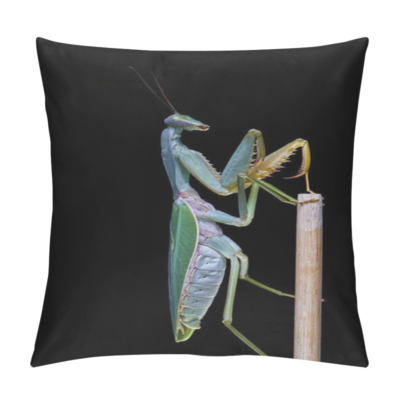 Personality  Giant Malaysian Shield Praying Mantis (Rhombodera Basalis) Resting On A Tree Pillow Covers