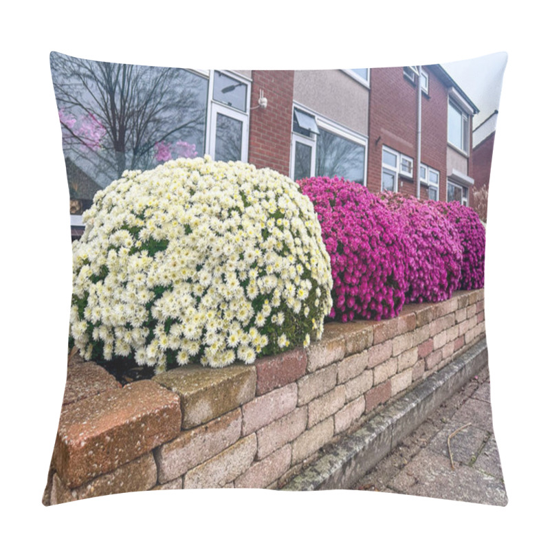 Personality  White And Purple Chrysanthemums Bloom In A Raised Brick Flower Bed. A Peaceful Autumn Scene With Traditional Dutch Houses. Netherlands, Gaanderen Pillow Covers