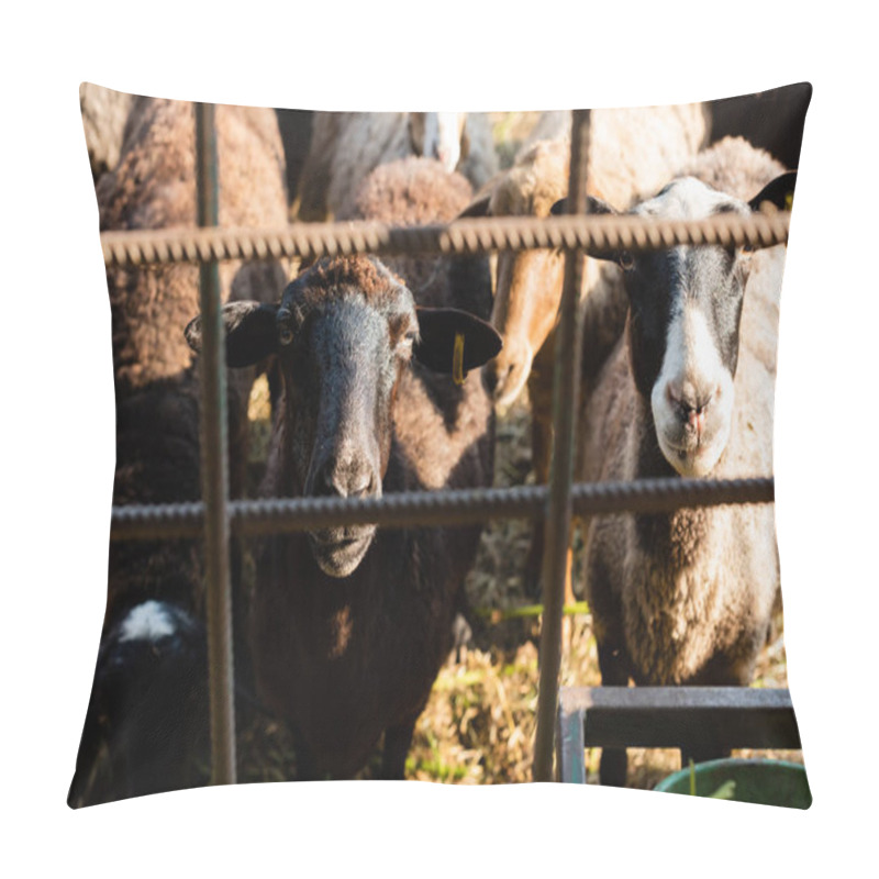 Personality  Herd Of Sheep Near Blurred Metal Fence On Farm Pillow Covers