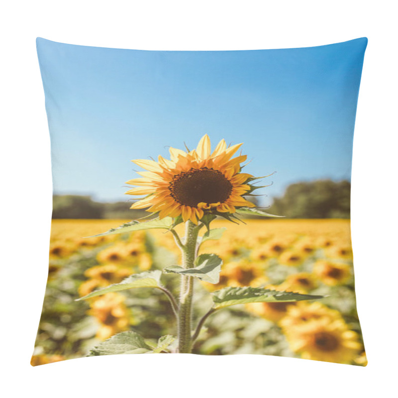 Personality  Sunflower Field During Sunshine  Pillow Covers