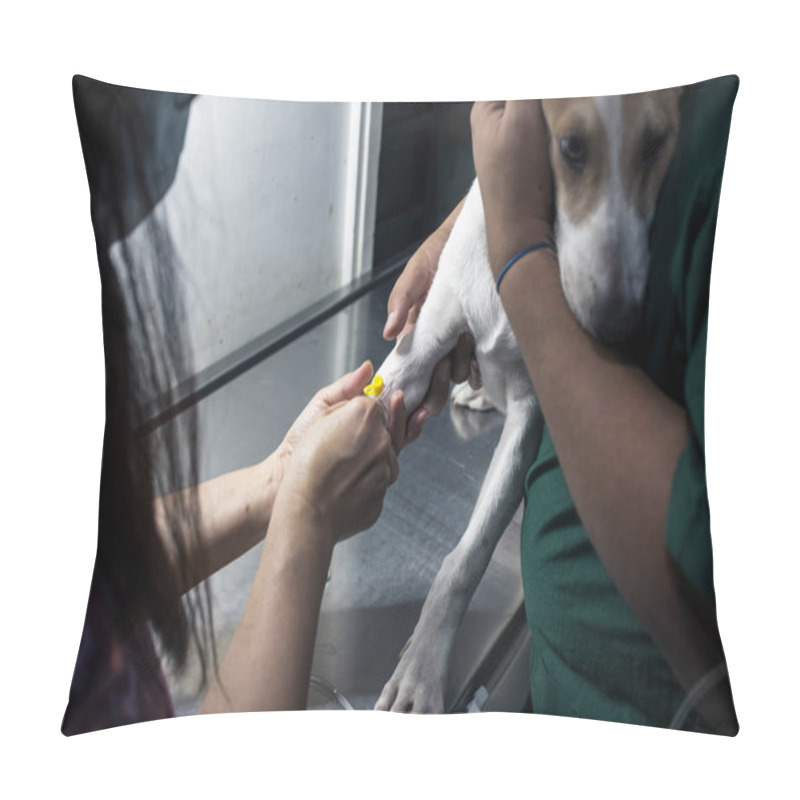 Personality  A Veterinarian Inserts An IV Line Into A Sick Puppy's Leg While An Assistant Secures Him In Place. Hospital Treatment For Canine Parvovirus, Distemper, Or Other Illness. Pillow Covers