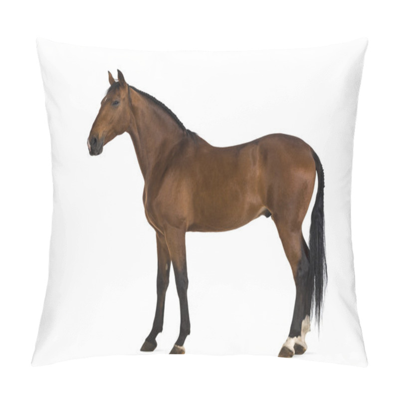 Personality  Andalusian Horse Pillow Covers