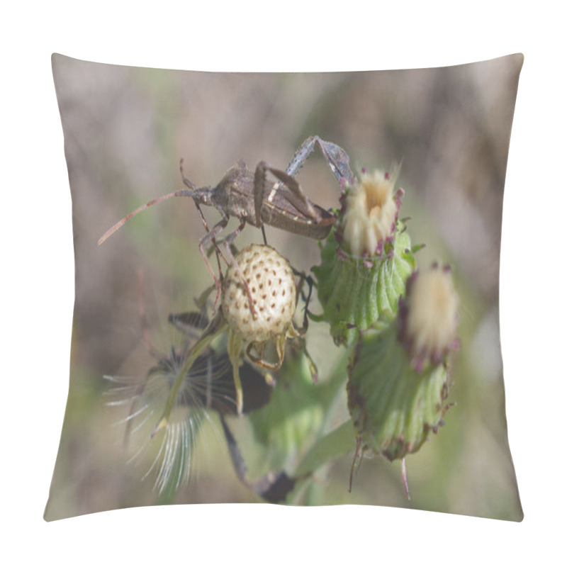 Personality  Leptoglossus Phyllopus Or Eastern Leaf-footed Bug Crawling On Thistle Seed Head Pillow Covers