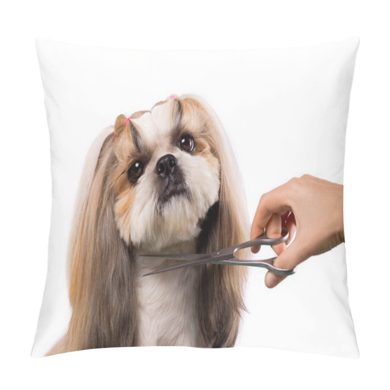 Personality  Beautiful Shih-tzu Dog At The Groomer's Hands With Comb. Pillow Covers