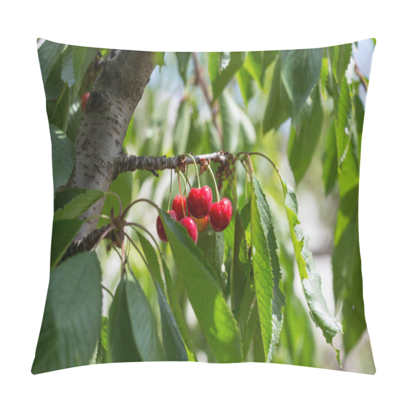 Personality  Ripe Sweet Cherries On Tree Branch Pillow Covers