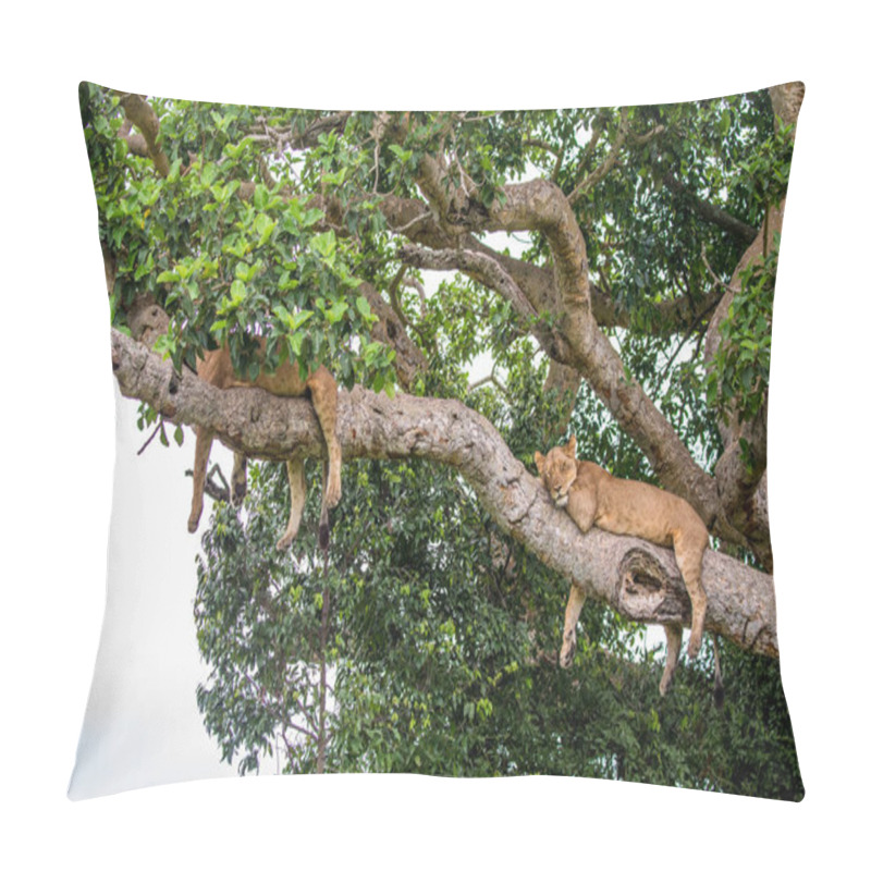 Personality  Two Lionesses On Big Tree Pillow Covers