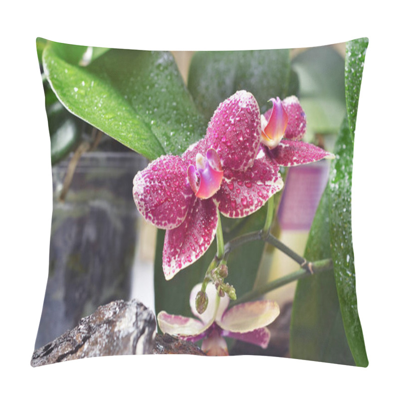 Personality  Beautiful Flowering Orchid Pillow Covers