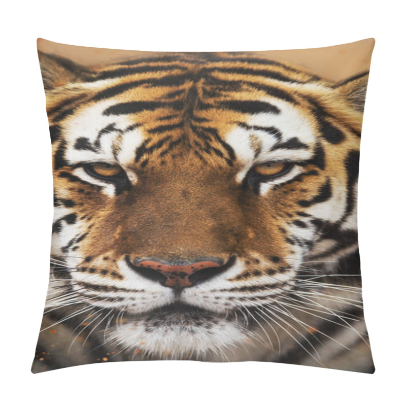 Personality  Sumatran Tiger, Panthera Tigris Sumatrae, Pillow Covers