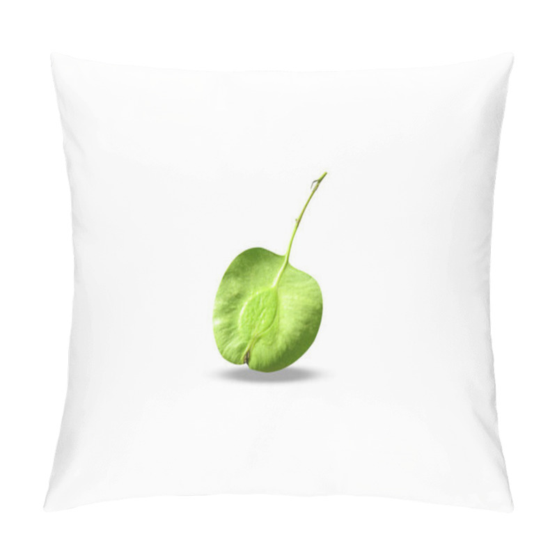 Personality  Holoptelea Integrifolia Or Jungle Cork Tree Green Fruits Isolated On White Background Pillow Covers