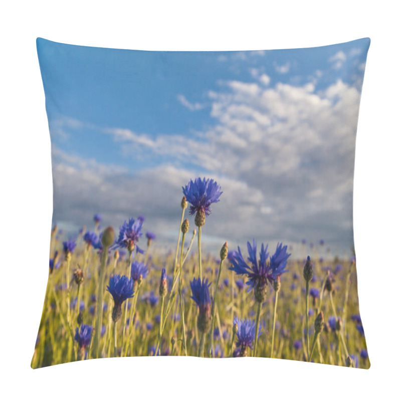 Personality  Cornfield With Blue Cornflowers Pillow Covers