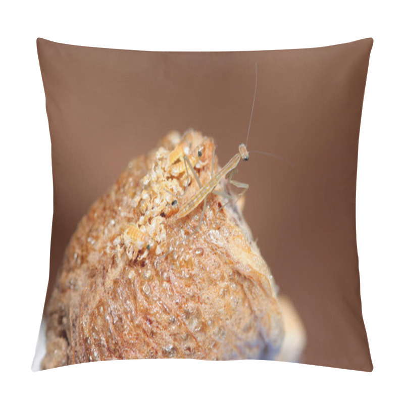 Personality  Praying Mantis. Praying Mantis Egg. Baby Praying Mantis. Praying Mantis Egg Sac. Praying Mantis Nymphs Hatching From An Egg Case. Baby Praying Mantis Being Born From An Ootheca. Amazing Life Of The Praying Mantis. Isolated On White. Room For Text.  Pillow Covers