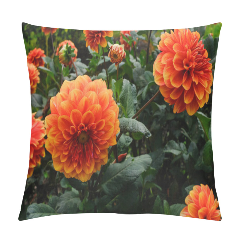 Personality  Beautiful Orange And Yellow Dahlias In Bloom During Fall Pillow Covers