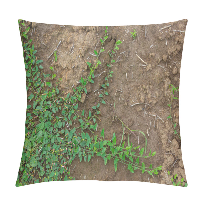 Personality  Field Bindweed Or Convolvulus Arvensis European Bindweed Creeping Jenny Possession Vine Herbaceous Perennial Plant With Open And Closed White Flowers Surrounded With Dense Green Leaves. Pillow Covers