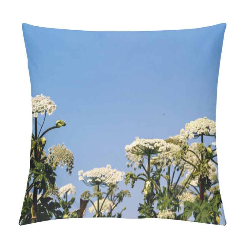 Personality  Sosnovsky Cow Parsnip On Sky Background Pillow Covers