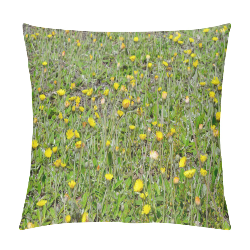 Personality  Pilosella Officinarum, Synonym Hieracium Pilosella, Known As Mouse-ear Hawkweed. Pillow Covers