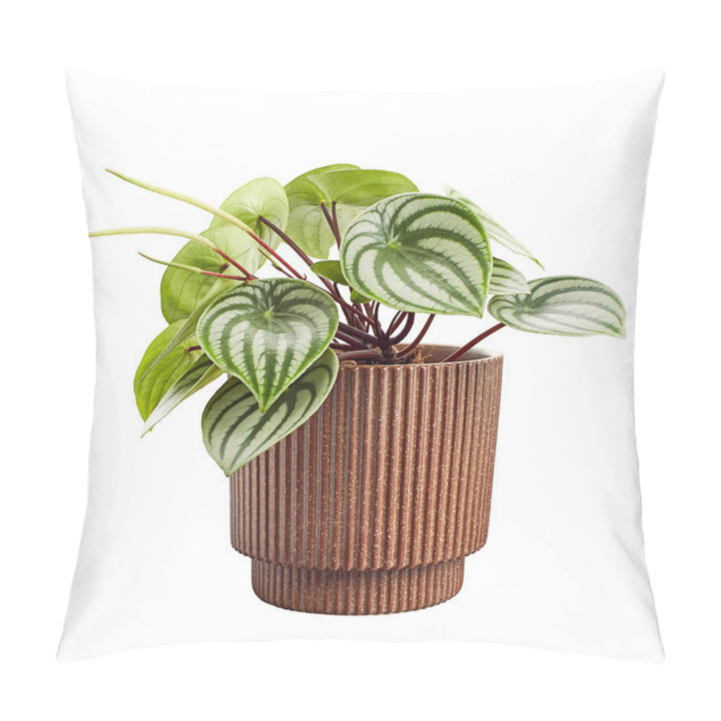 Personality  Watermelon Peperomia With Flowers In Pot, Peperomia Sandersii Plant, Isolated On White Background With Clipping Path Pillow Covers