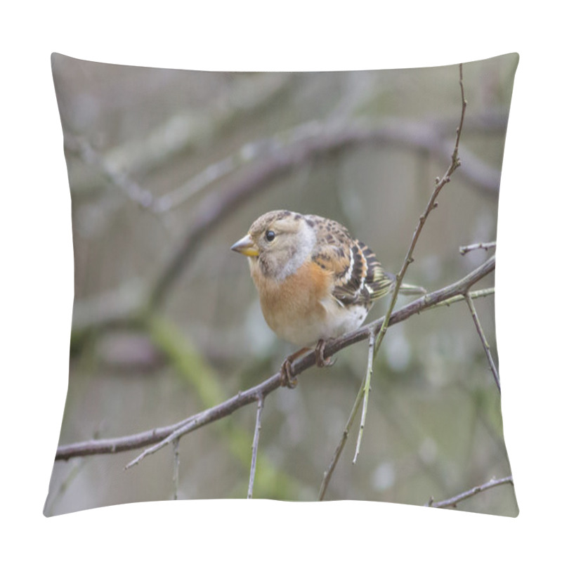 Personality  A Male Brambling Pillow Covers