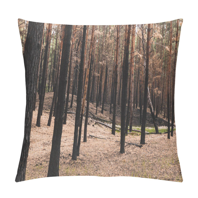 Personality  Selective Focus Of Tall Trees In Summer Forest  Pillow Covers