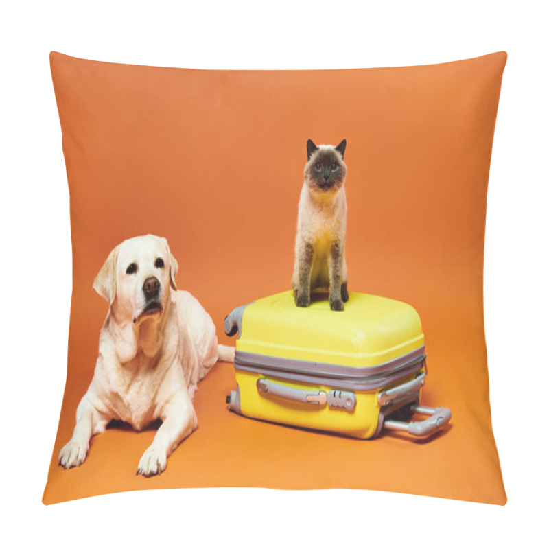 Personality  A Dog And A Cat Sitting Peacefully Beside Each Other In A Studio Setting, Embodying The Bond Between Domestic Animals. Pillow Covers