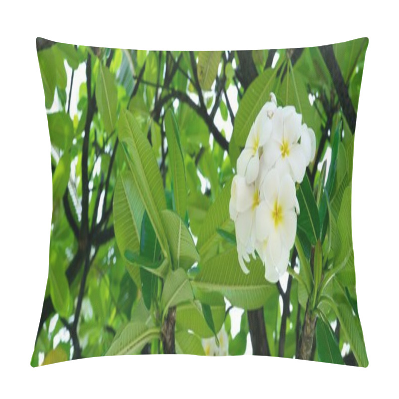 Personality  Plumeria Blooms In Tree Pillow Covers