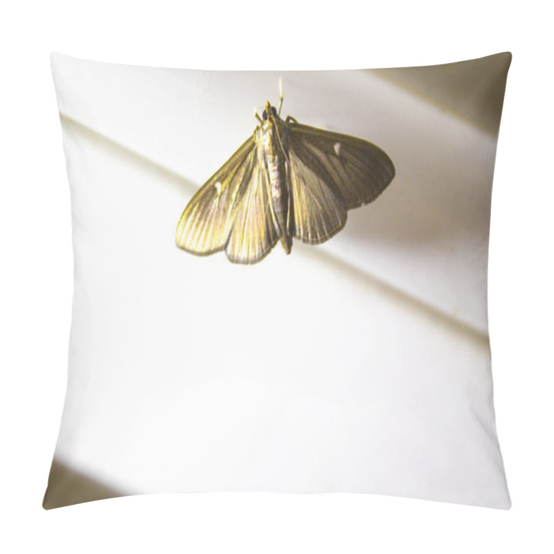 Personality  Night Butterfly Moth Insect Pillow Covers