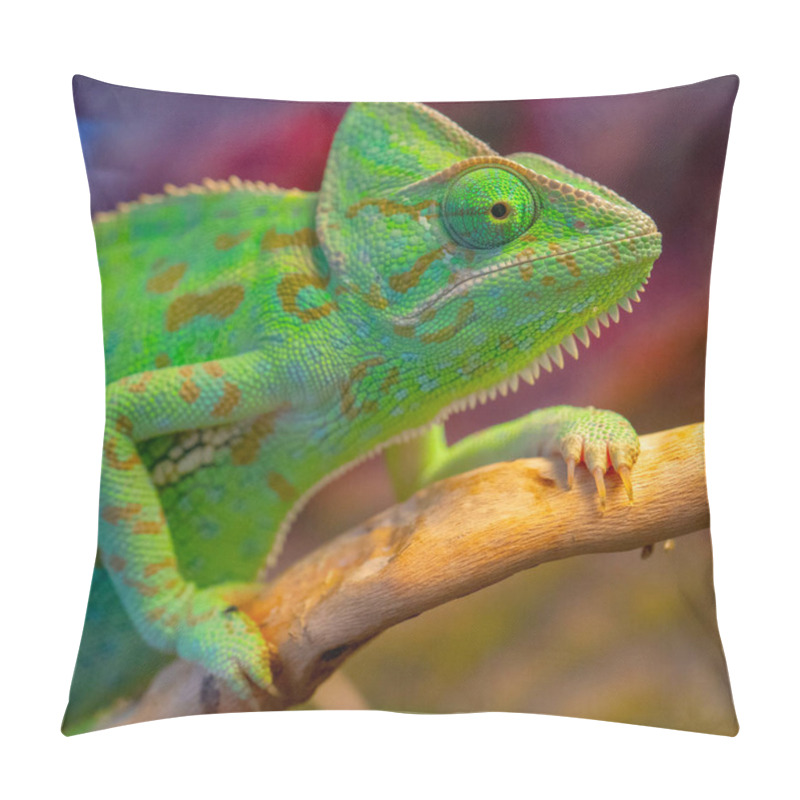 Personality  A Closeup Shot Of The Green Chameleon In The Zoo Pillow Covers